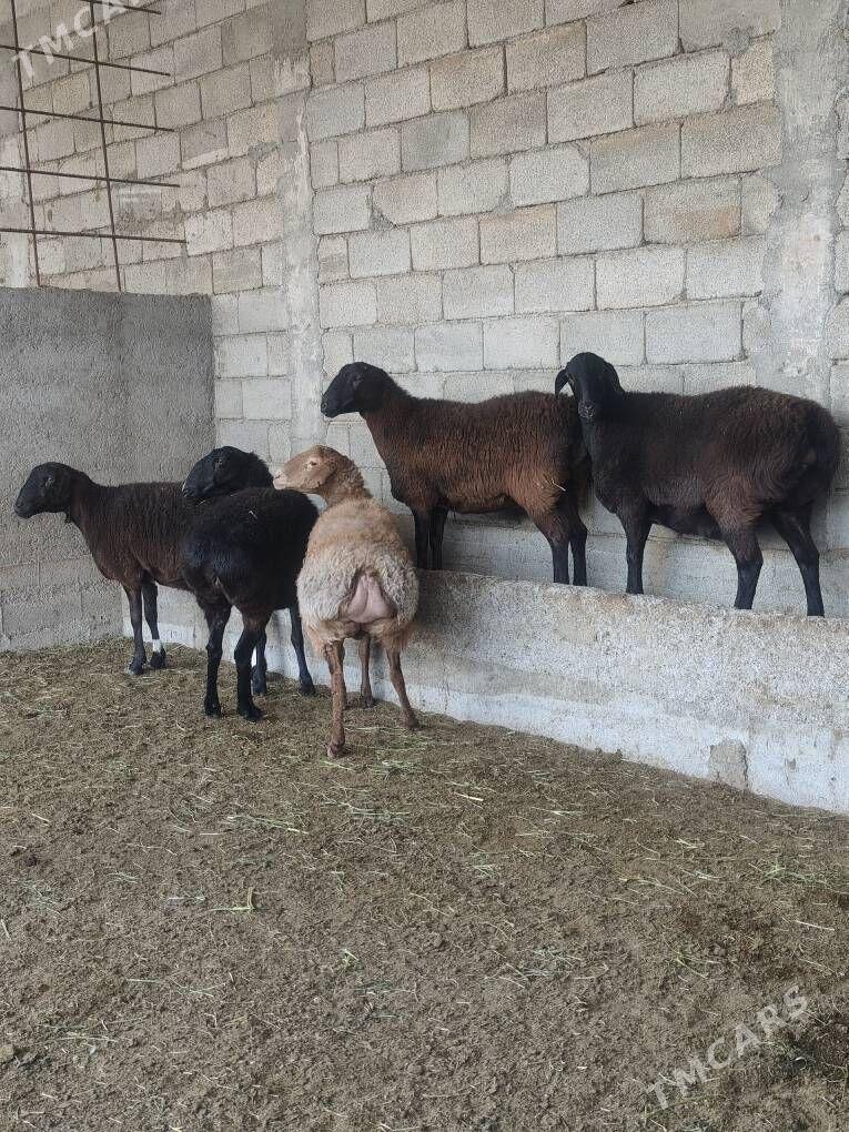 GÌSAR GOÝUNAR - Анев - img 2