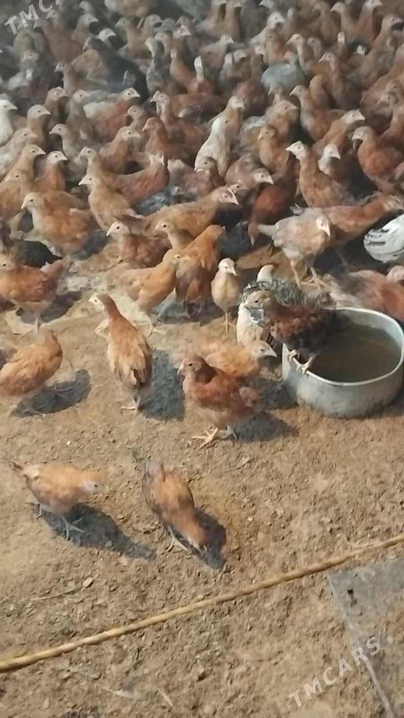 Towyk juje - Кака - img 2