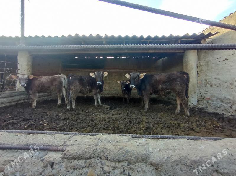 okuz - Bäherden - img 3