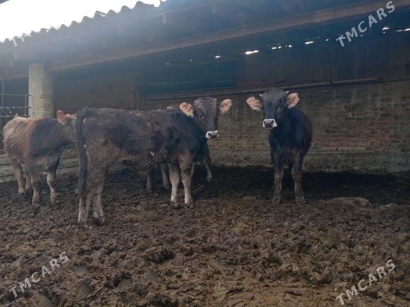 okuz - Bäherden - img 2