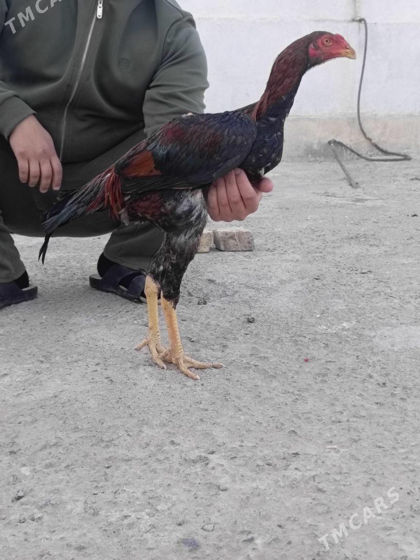 tasken juje horoz - Ашхабад - img 2