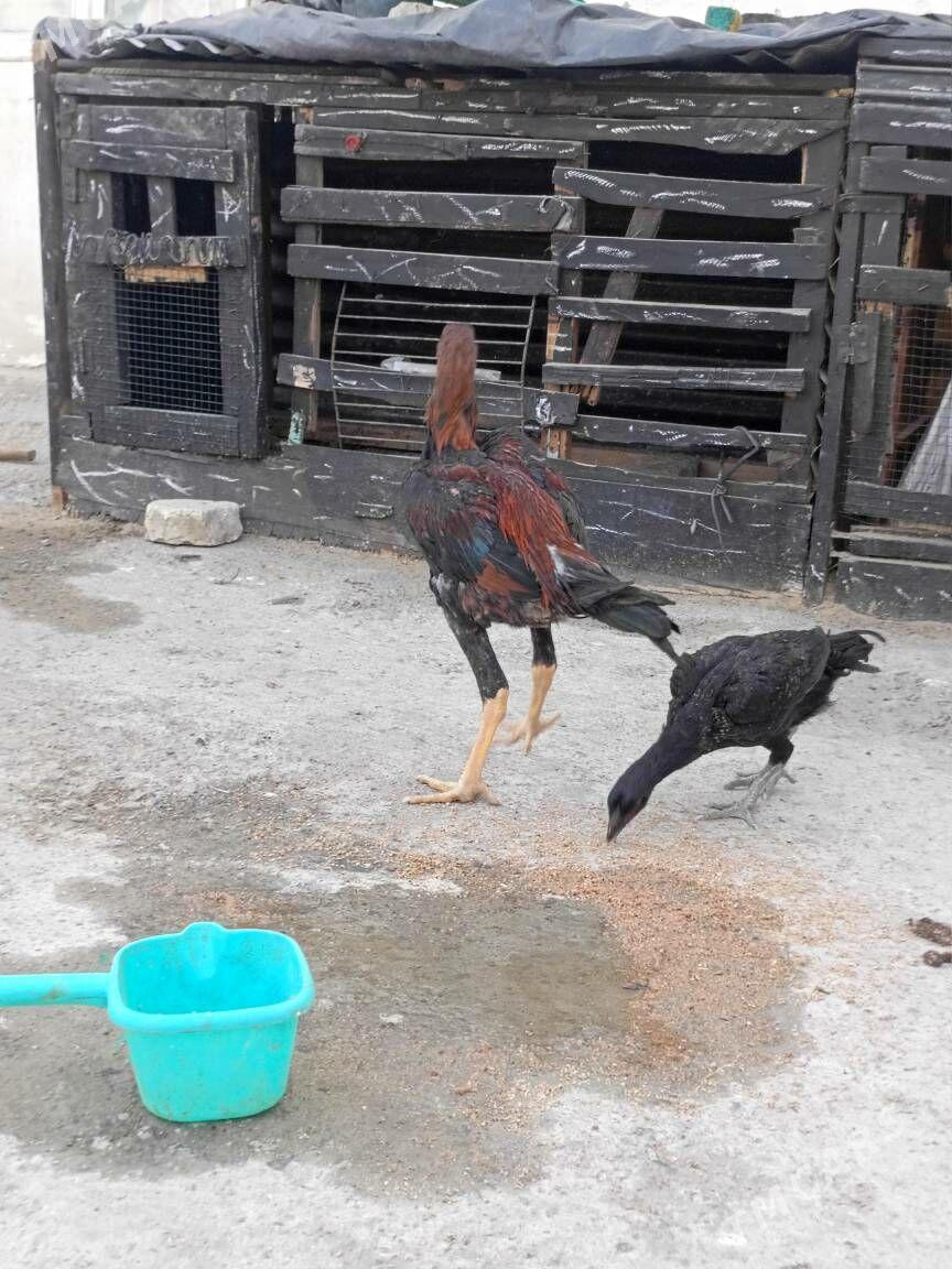 tasken juje horoz - Ашхабад - img 6