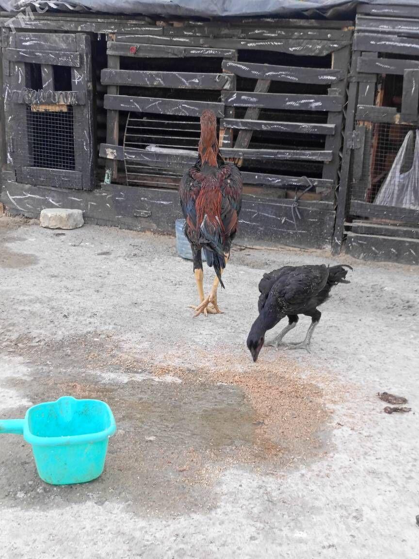 tasken juje horoz - Ашхабад - img 3