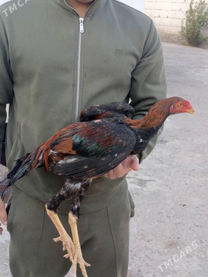 tasken juje horoz - Ашхабад - img 7