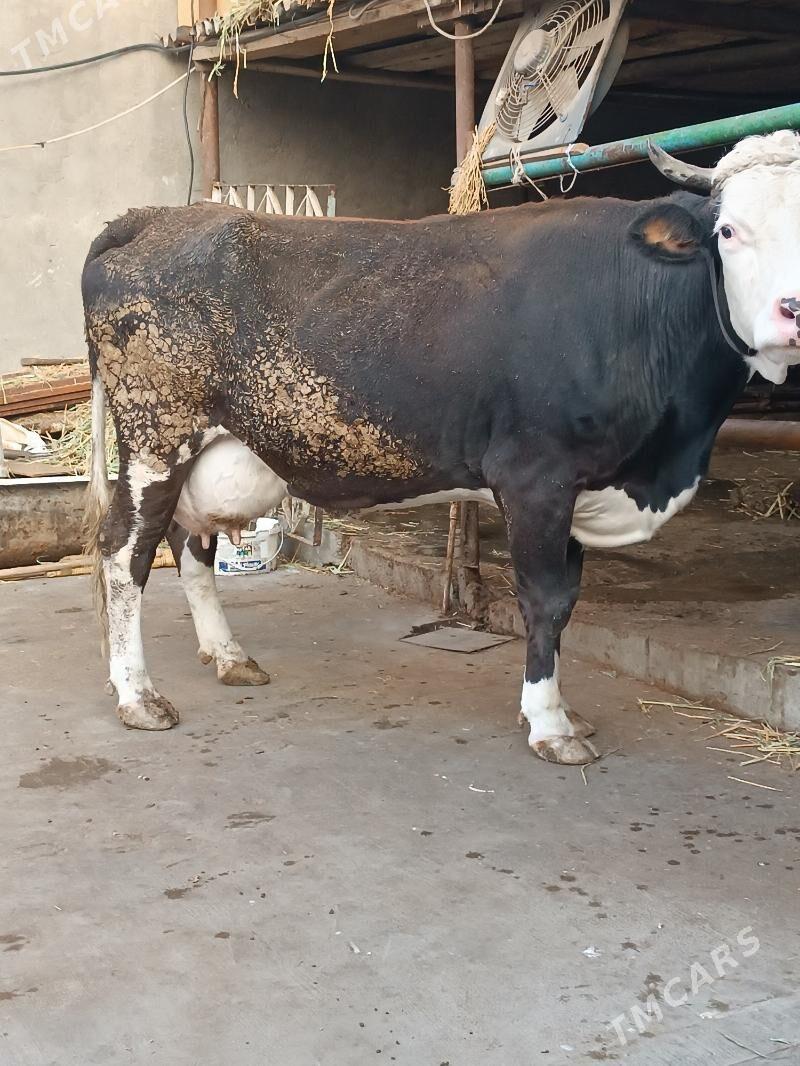 Ýaraslawisgi paroda sygyr - Ашхабад - img 3