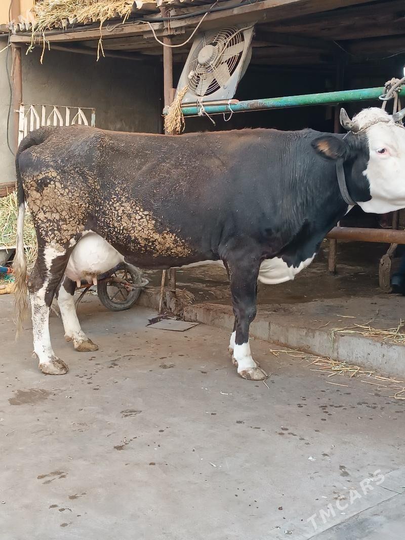 Ýaraslawisgi paroda sygyr - Ашхабад - img 2