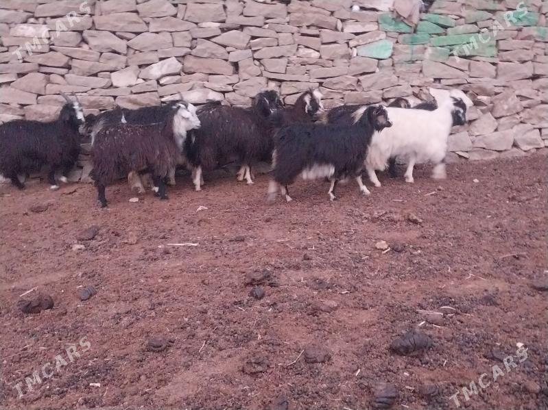 Çebiş - Bäherden - img 2