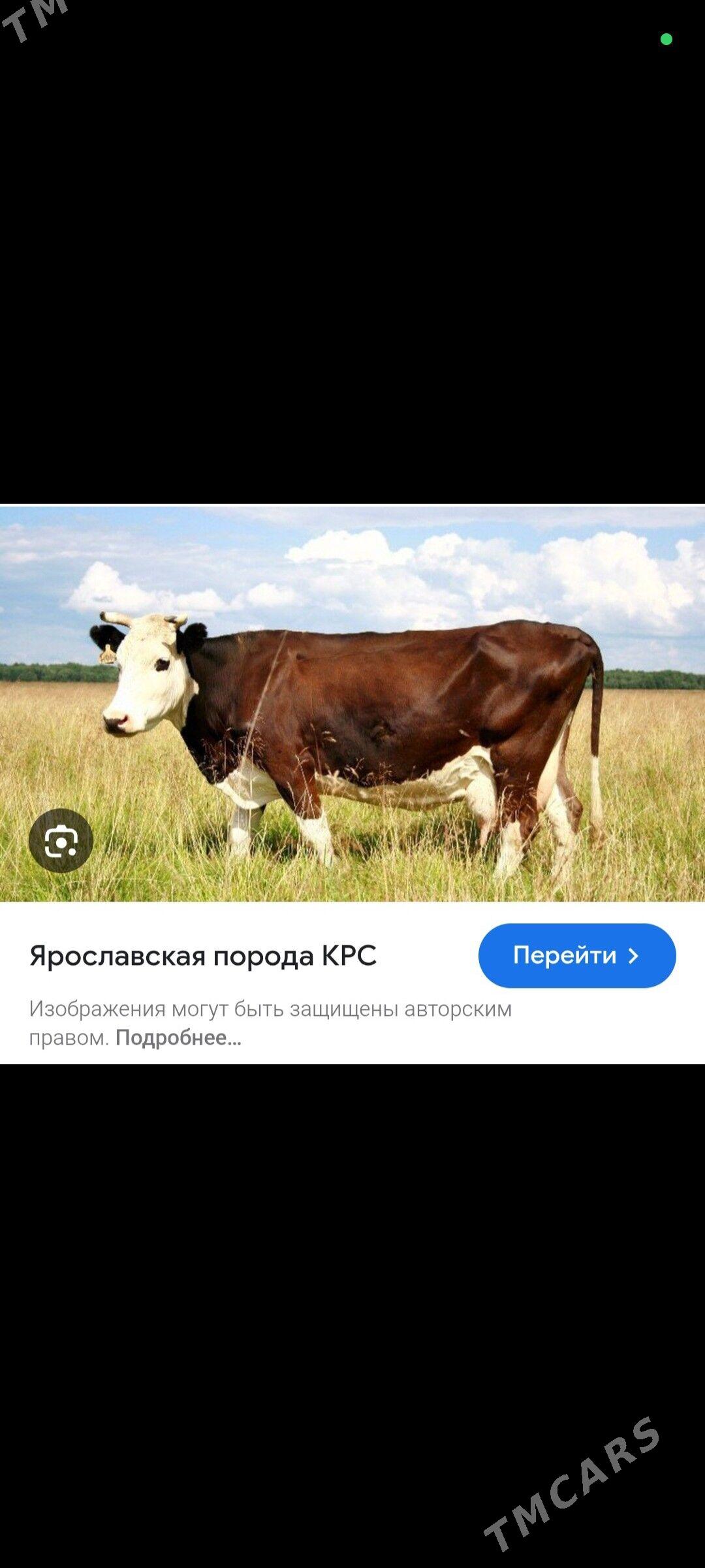 Ýaraslawisgi paroda sygyr - Ашхабад - img 4