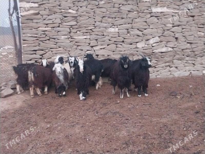 Çebiş - Bäherden - img 4