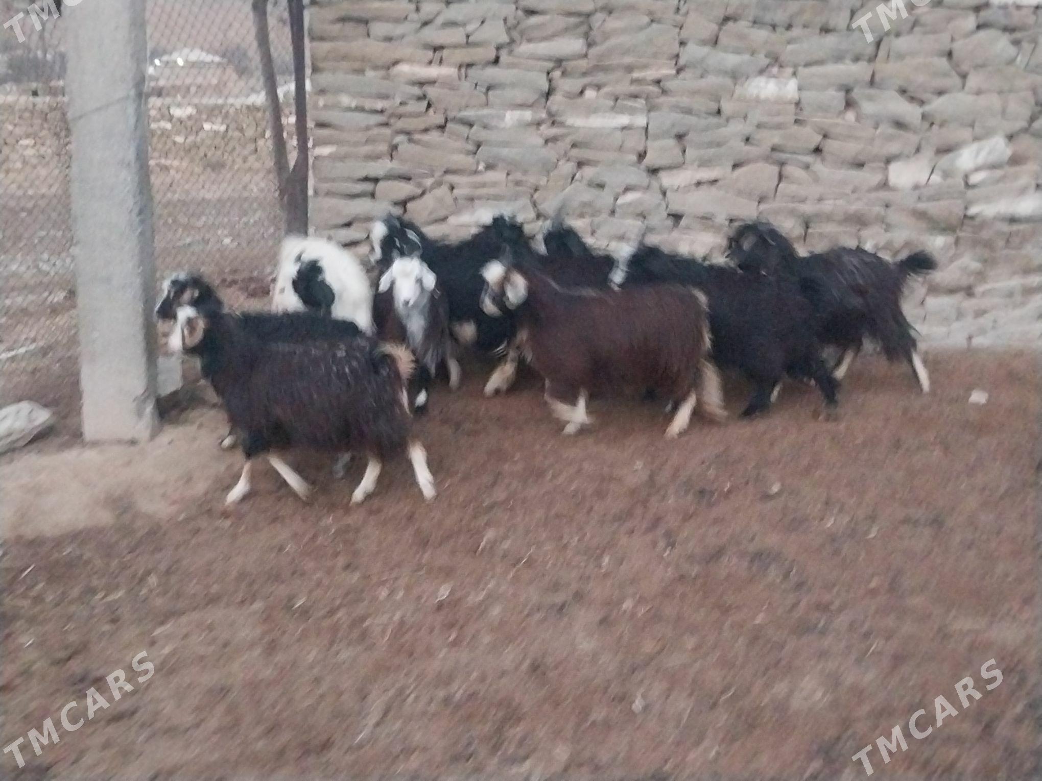 Çebiş - Bäherden - img 3