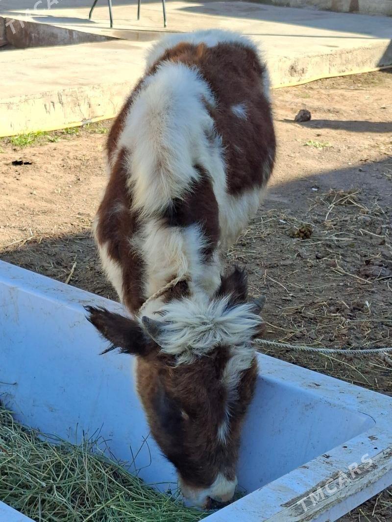 Okuz - Aşgabat - img 5