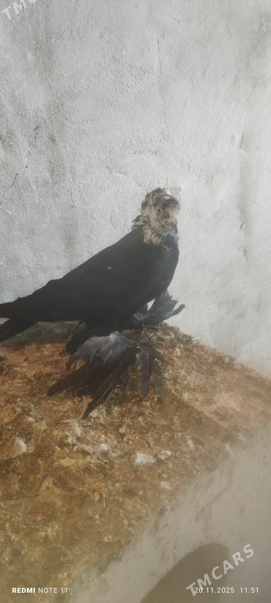 Kepderi - Murgap - img 2