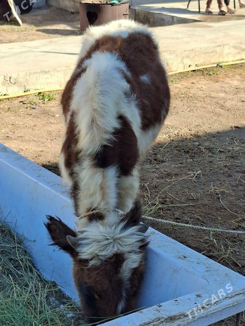 Okuz - Aşgabat - img 4