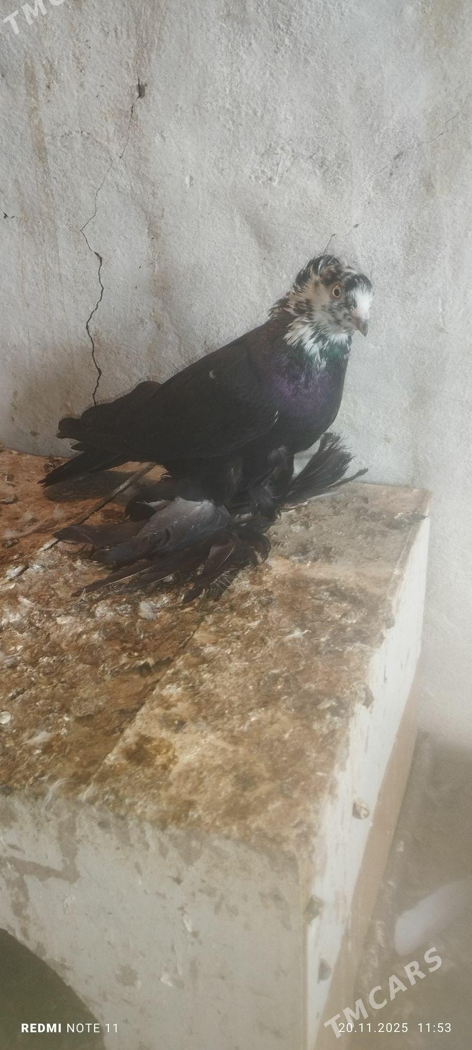 Kepderi - Murgap - img 3