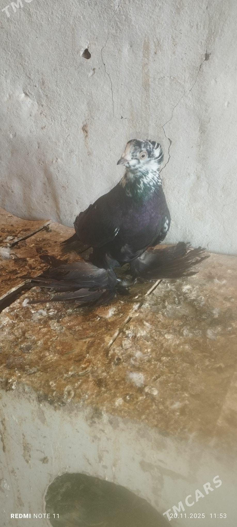 Kepderi - Murgap - img 5