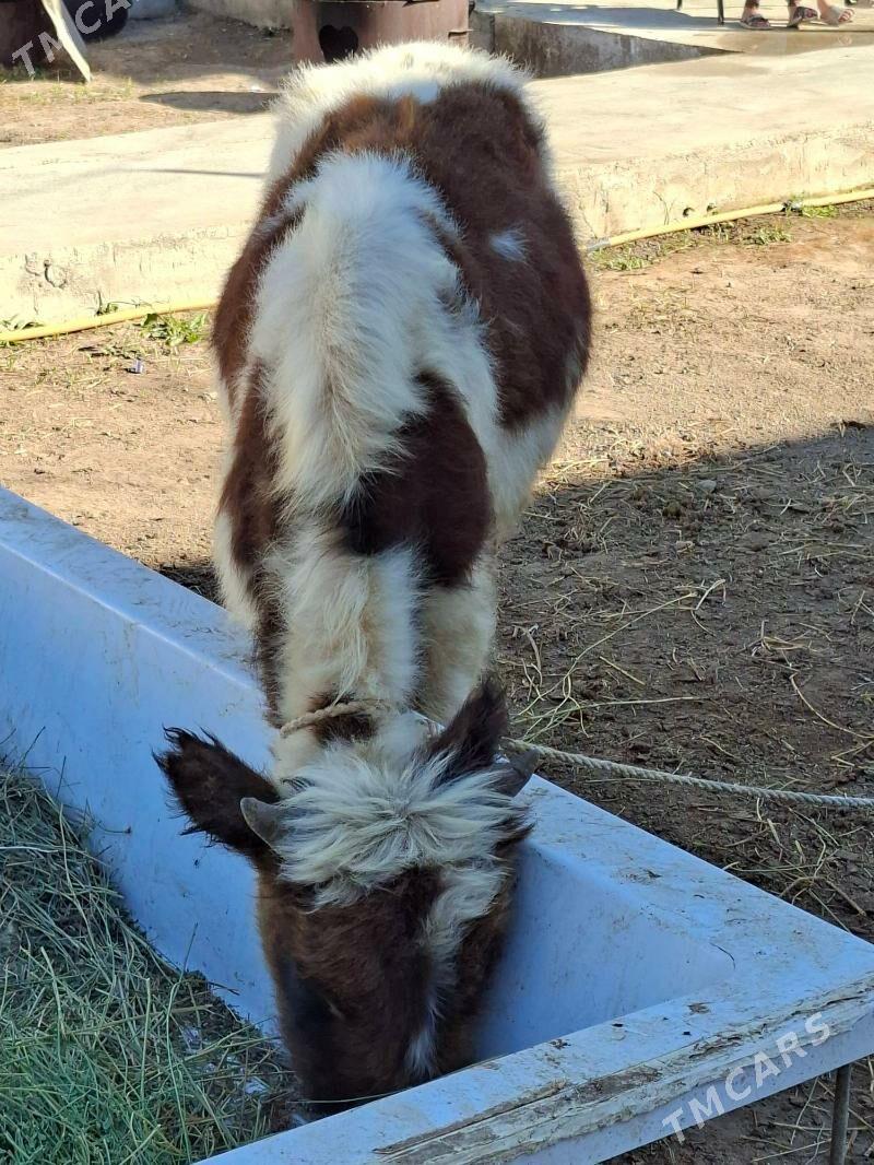 Okuz - Aşgabat - img 3