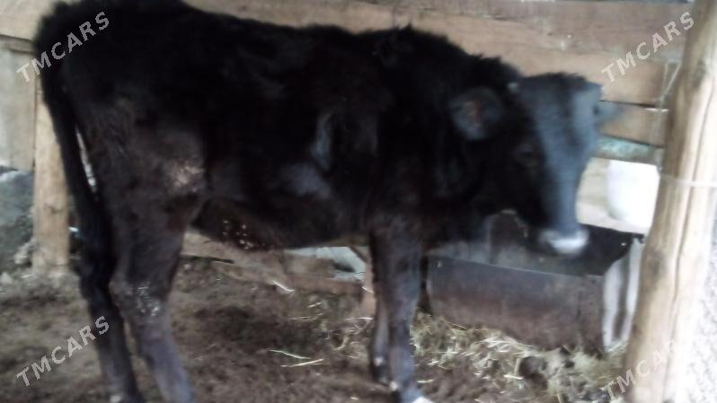 Tywe - Bäherden - img 2