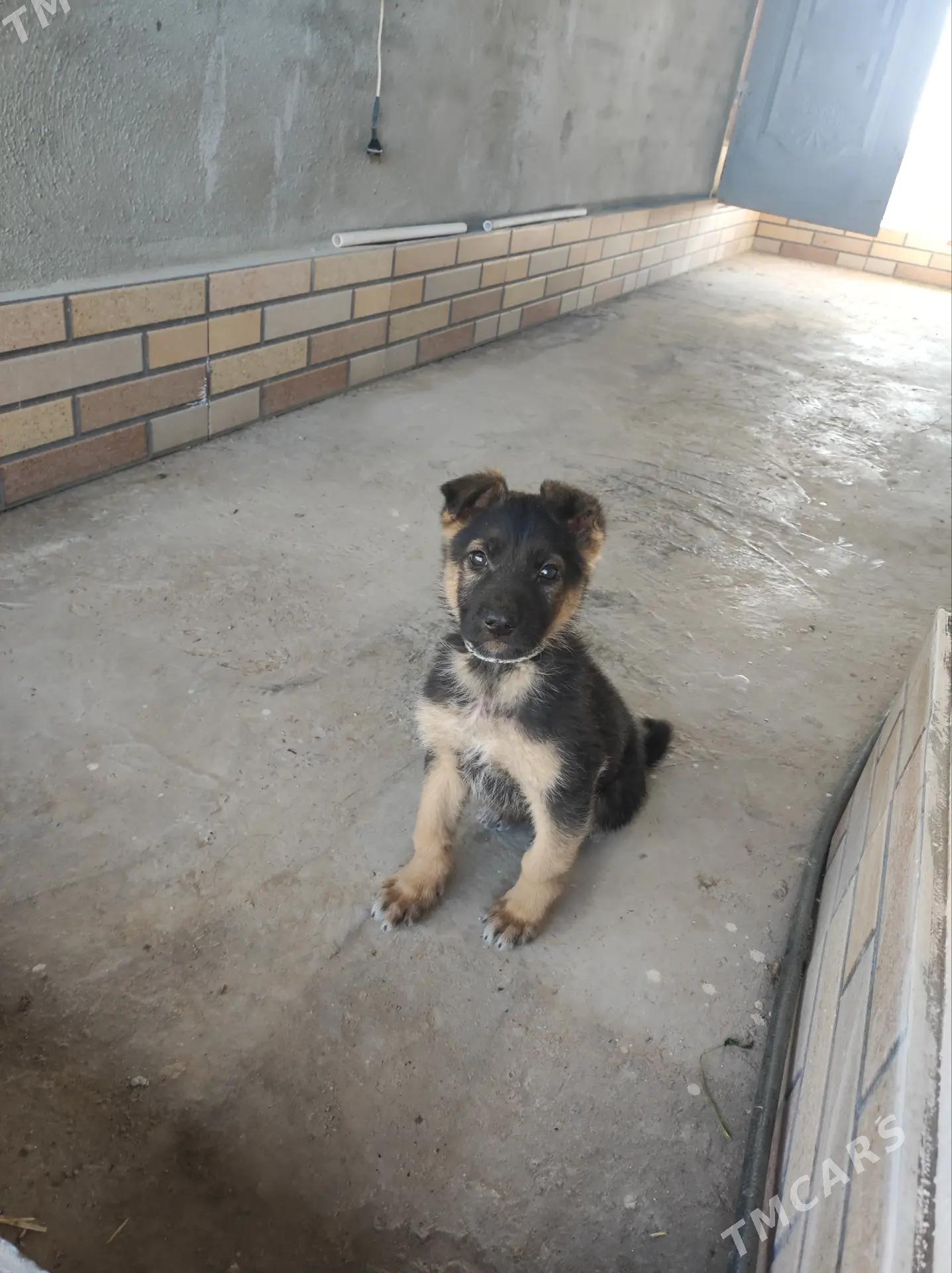 Avcarka - Дашогуз - img 5