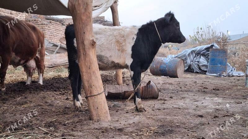 galstyen gatys unajyn - Çärjew - img 4