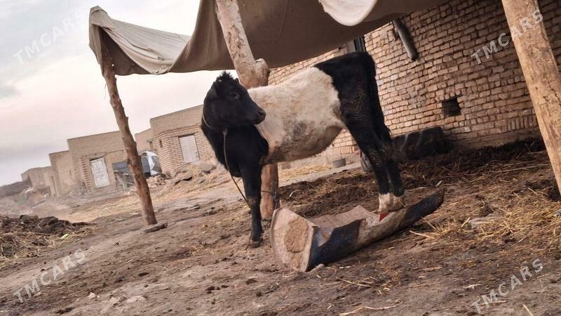 galstyen gatys unajyn - Çärjew - img 5