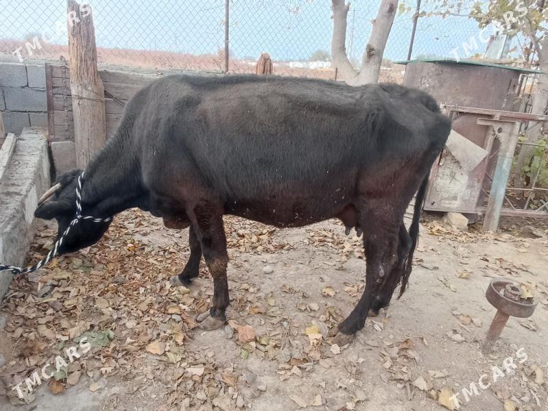 sygyr gysyr - Gökdepe - img 3