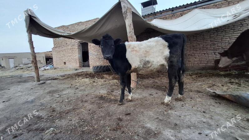 galstyen gatys unajyn - Çärjew - img 3