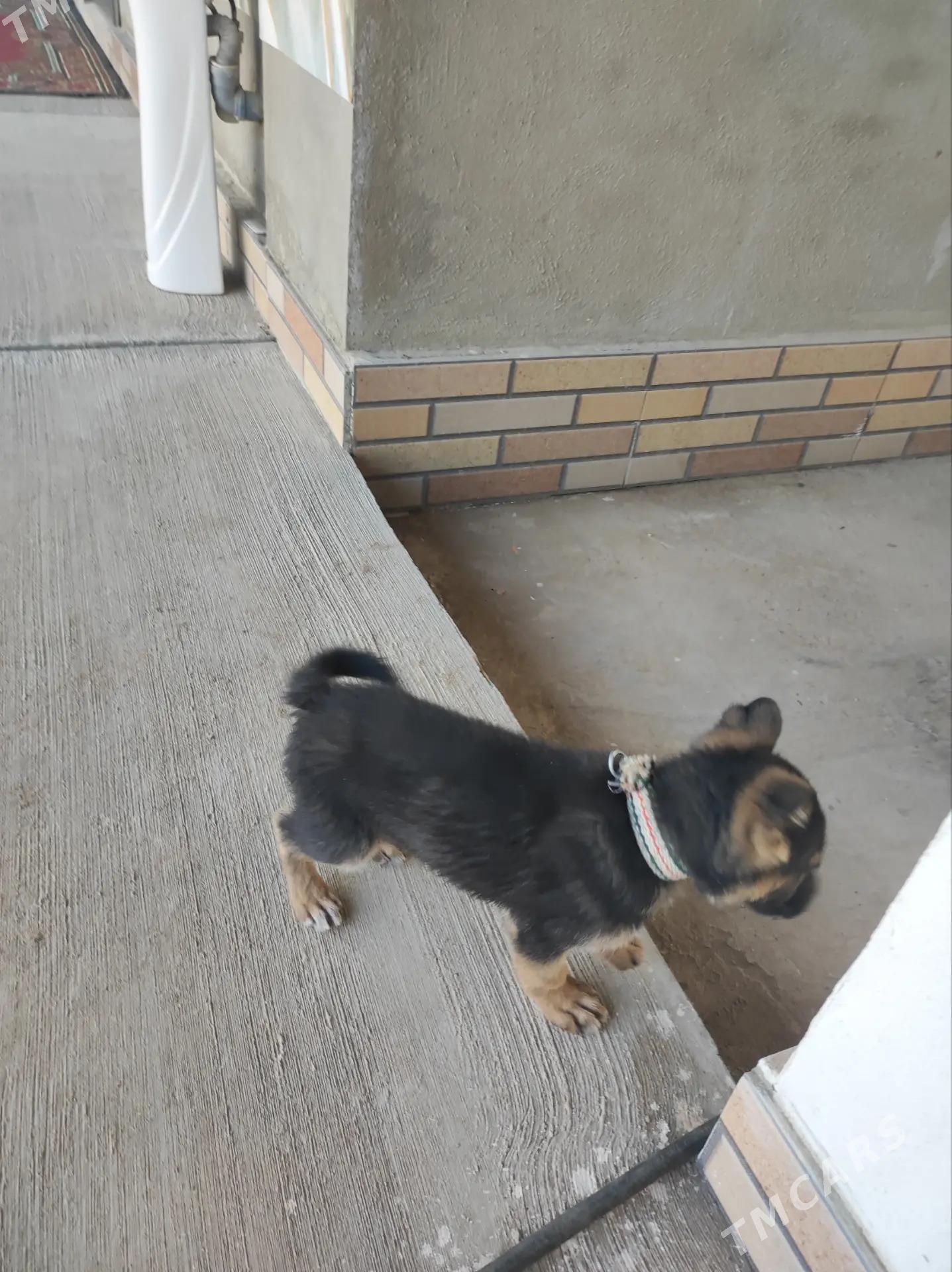 Avcarka - Дашогуз - img 3