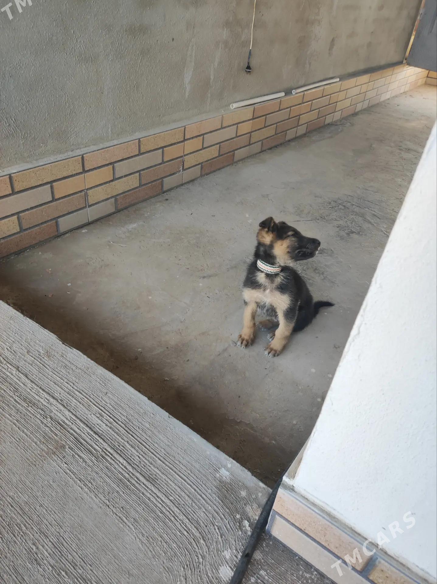 Avcarka - Дашогуз - img 2