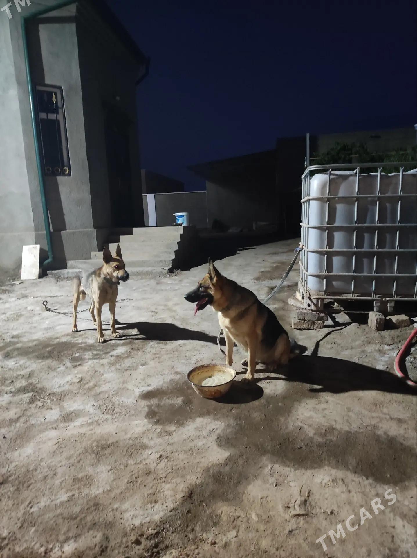 Avcarka - Дашогуз - img 1