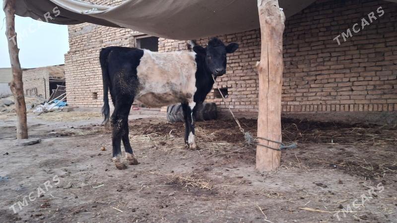 galstyen gatys unajyn - Çärjew - img 2