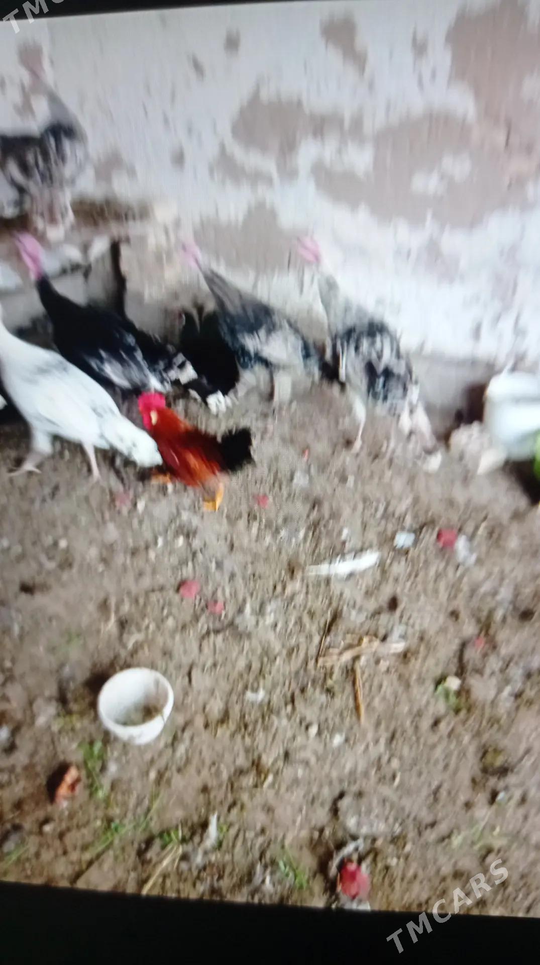 induk - Murgap - img 5