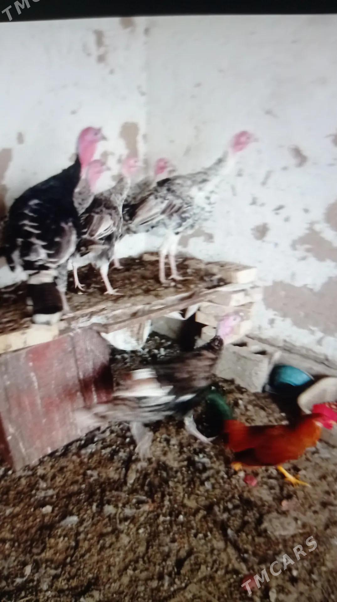 induk - Murgap - img 3