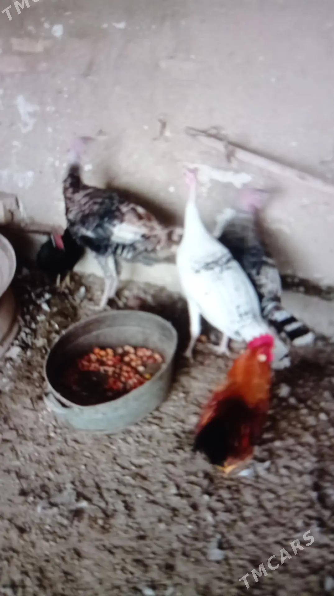 induk - Murgap - img 2