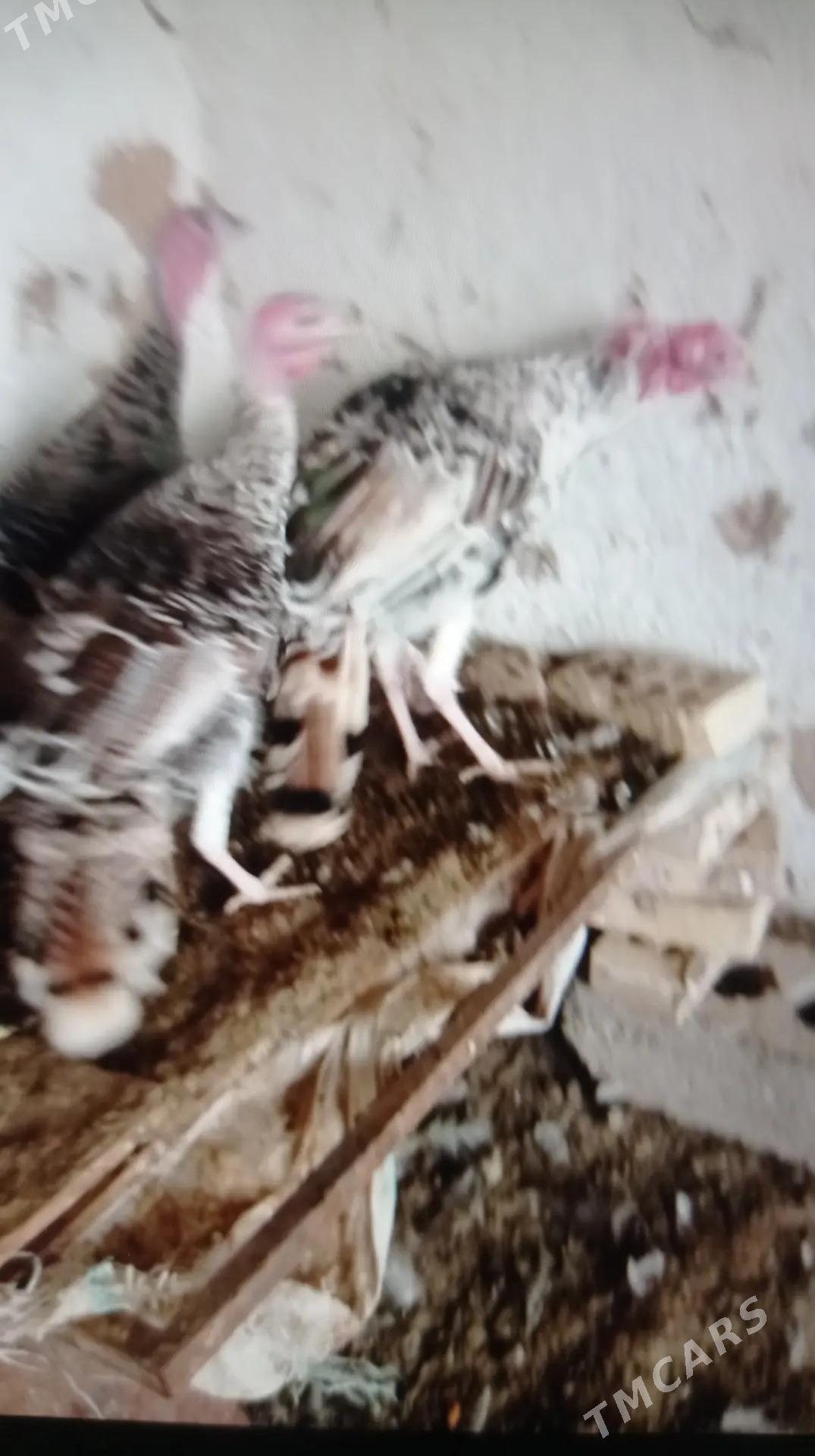 induk - Murgap - img 4