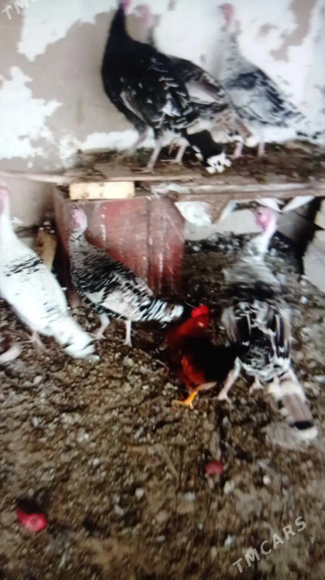 induk - Murgap - img 1