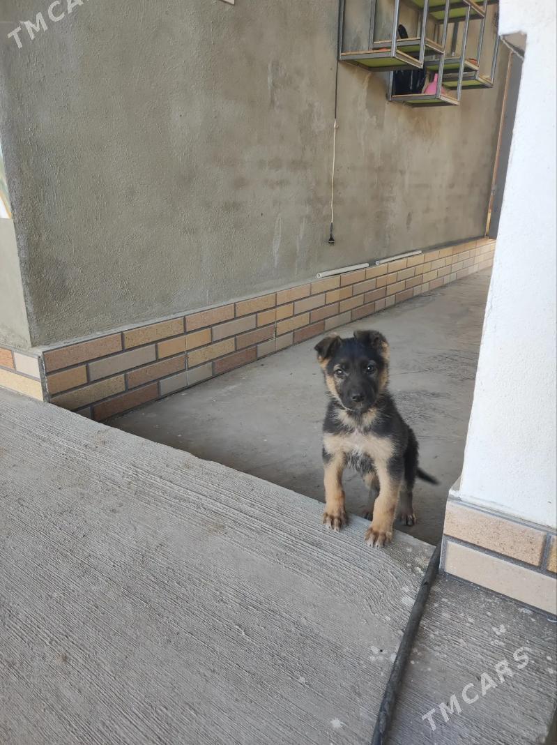 Avcarka - Дашогуз - img 4