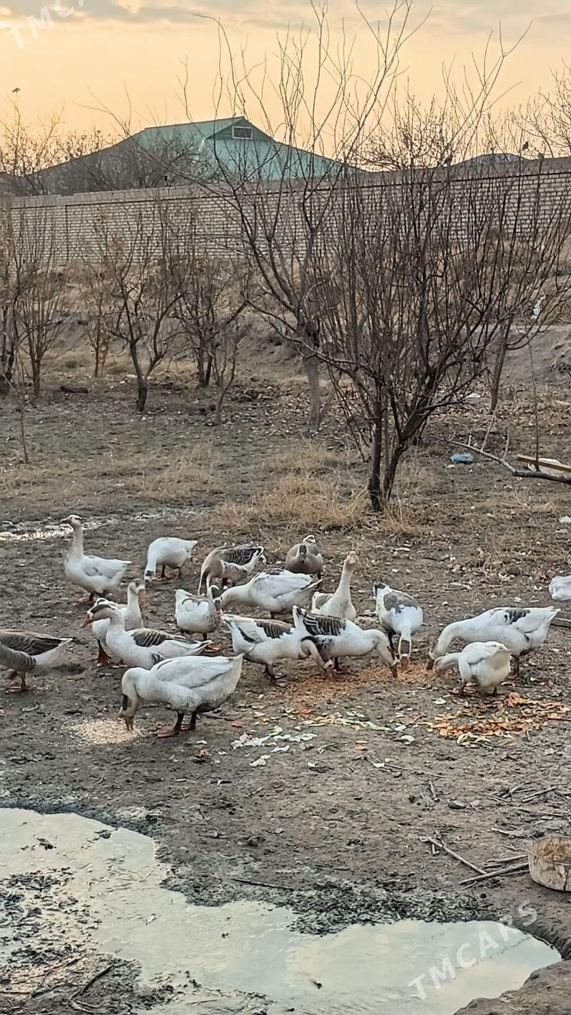 хаз - Дашогуз - img 1