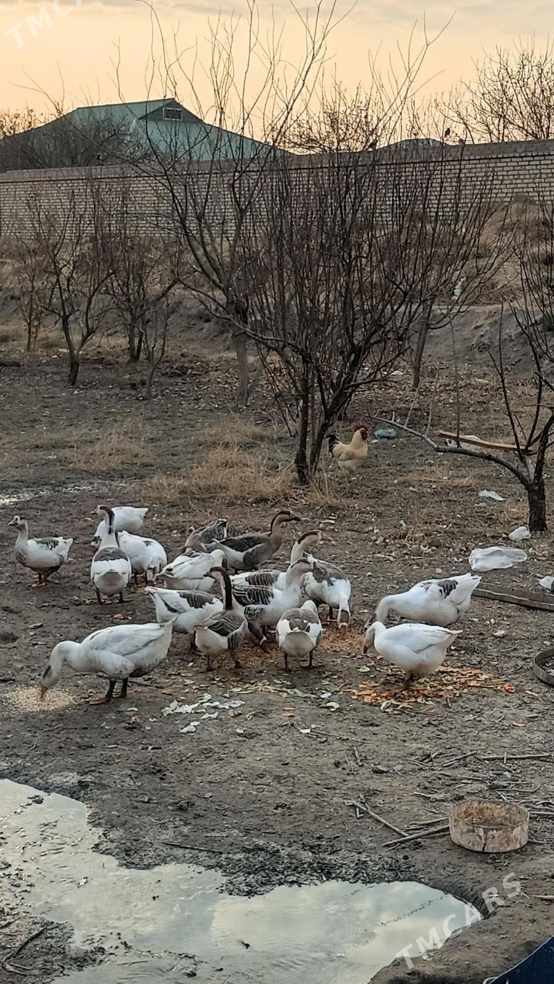 хаз - Дашогуз - img 2