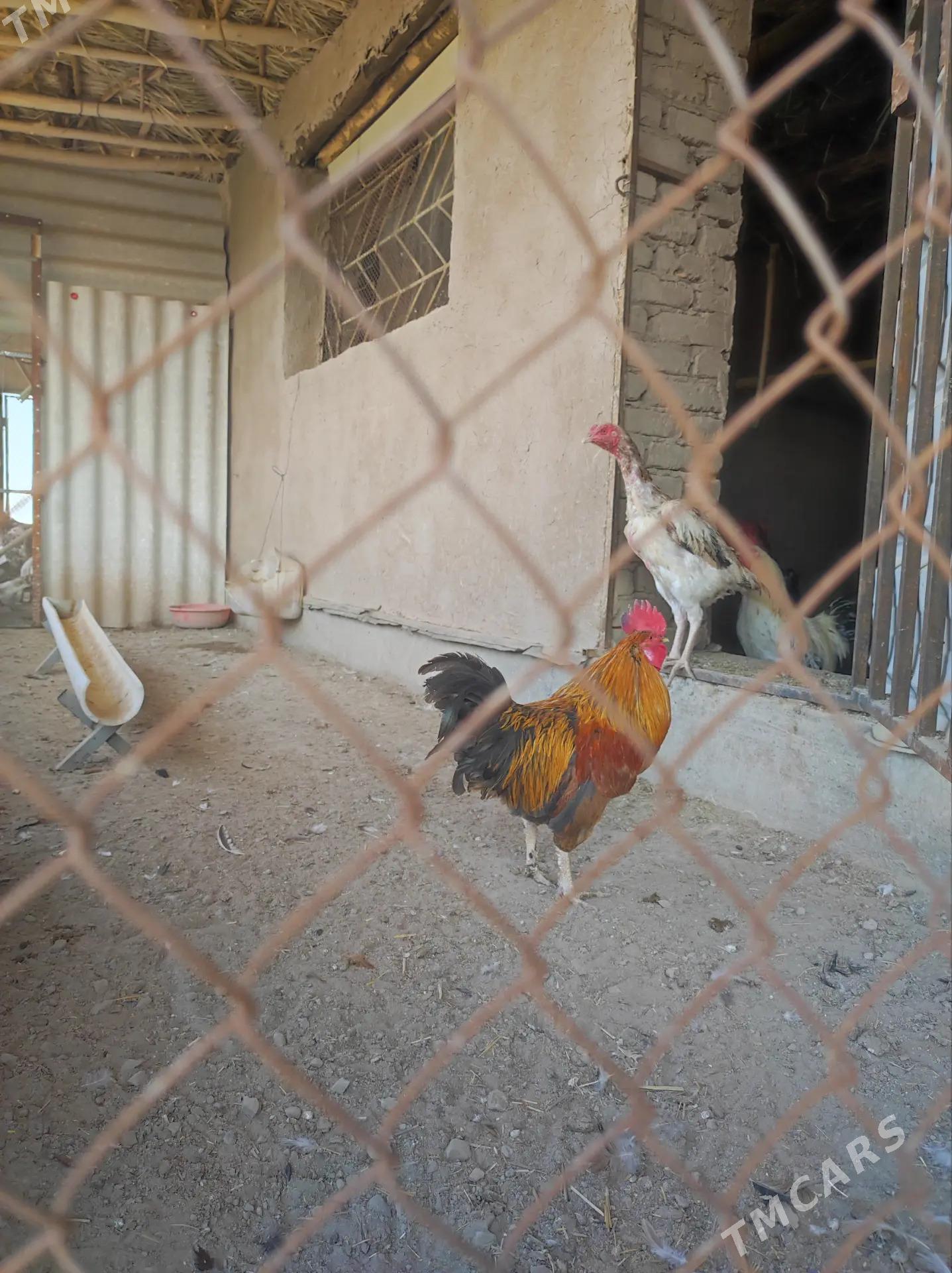 avgan induk - Дашогуз - img 5