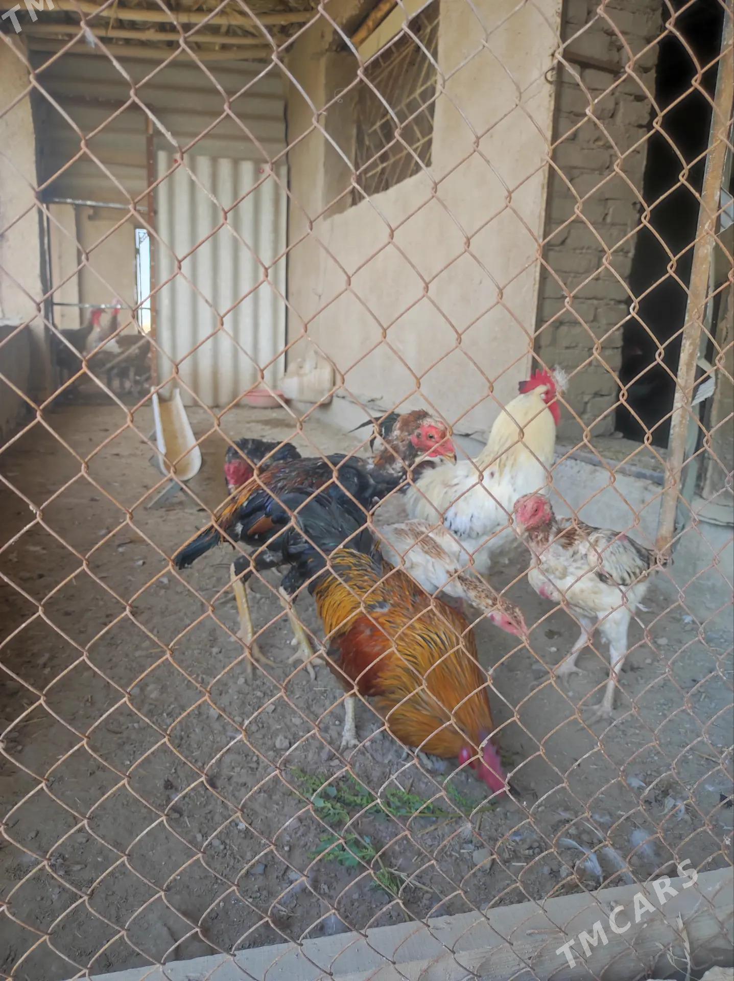 avgan induk - Дашогуз - img 4