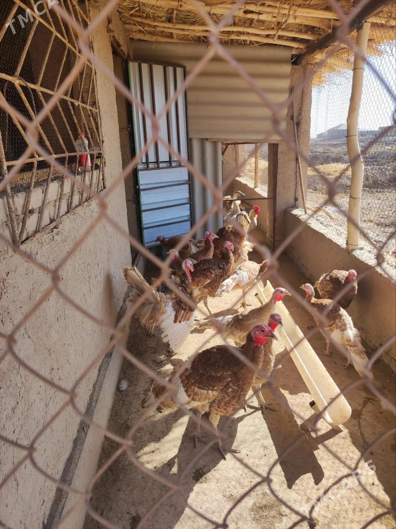 avgan induk - Дашогуз - img 2