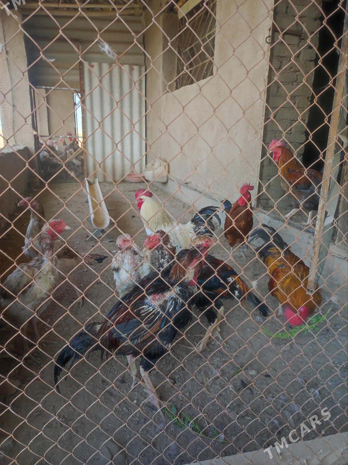 avgan induk - Дашогуз - img 3