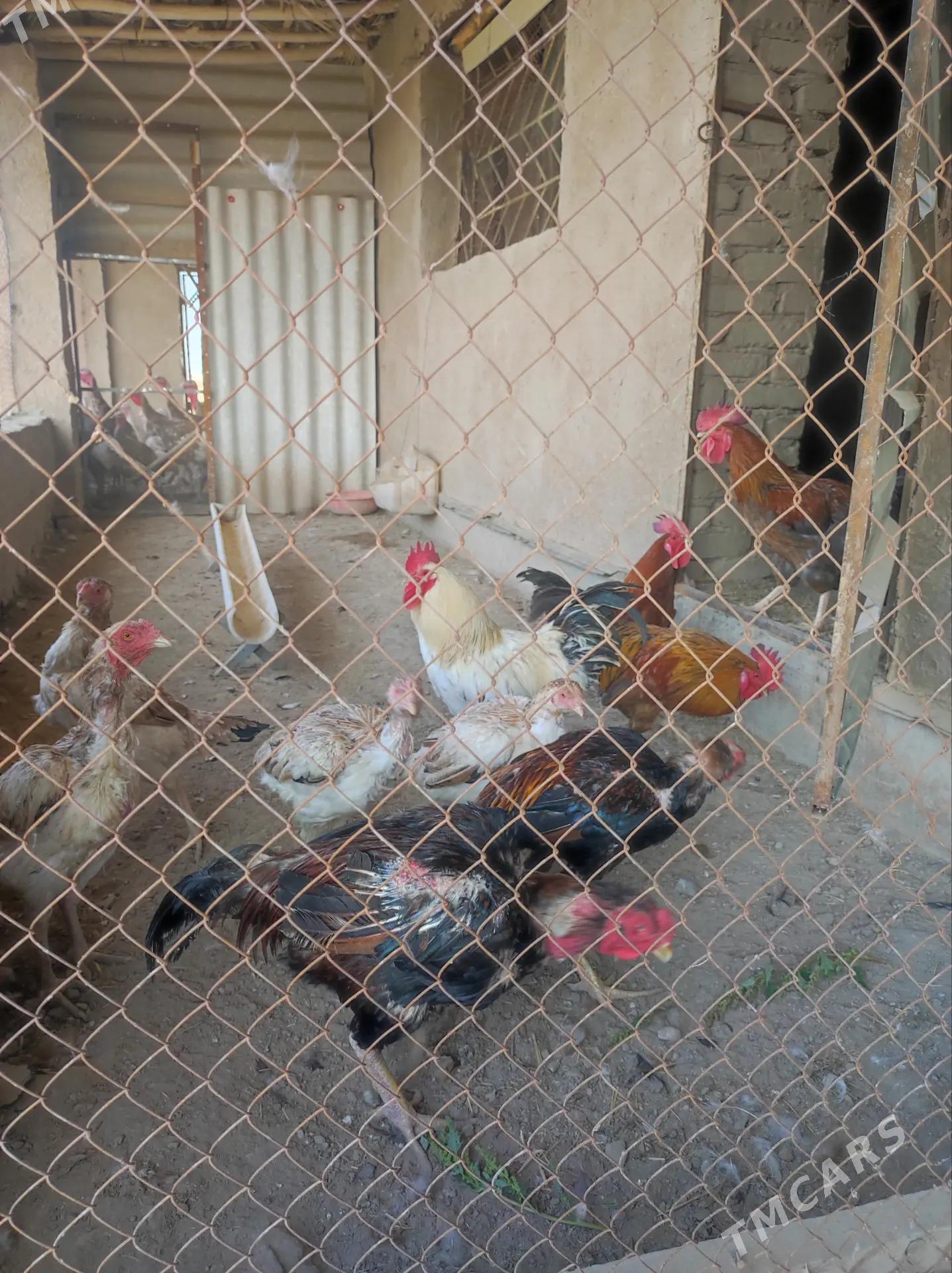 avgan induk - Дашогуз - img 6