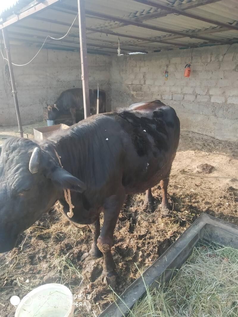 Sygyr.bakylan. - Анев - img 1