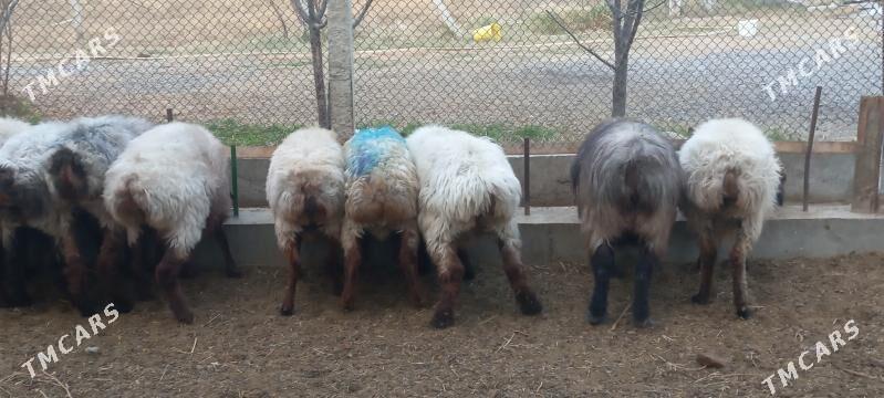 issek goyun - Gökdepe - img 4