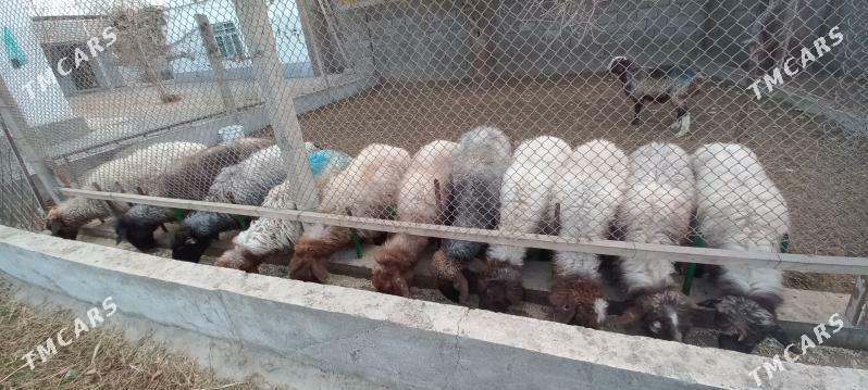 issek goyun - Gökdepe - img 3