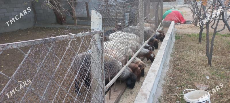 issek goyun - Gökdepe - img 1