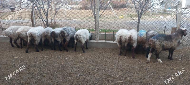 issek goyun - Gökdepe - img 2