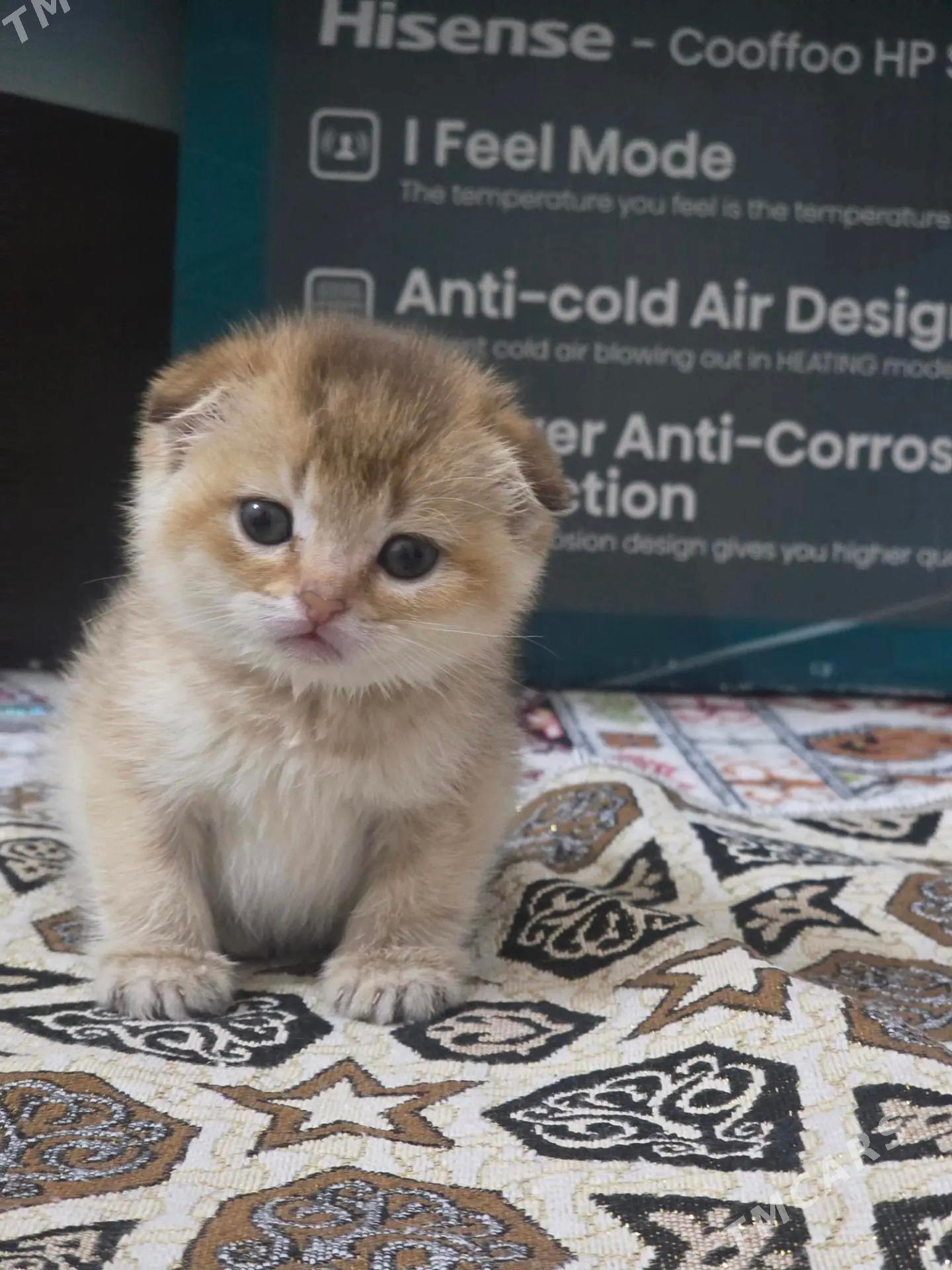 шиншилловые котята - Ашхабад - img 1