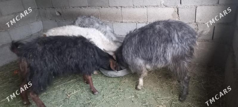 Dog  yas geci - Гёкдепе - img 2